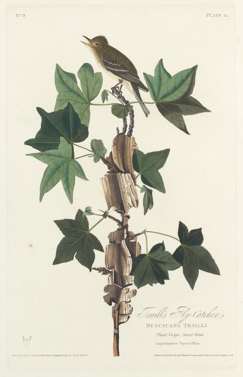 Traills Fluesnapper af Robert Havell after John James Audubon