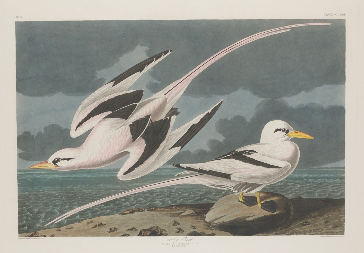 Tropisk fugl af Robert Havell after John James Audubon