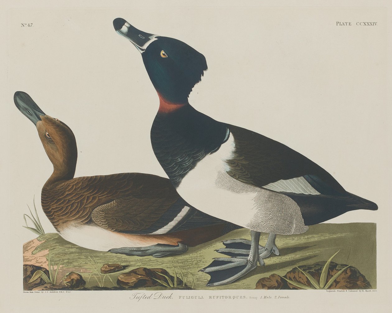 Tufted Duck af Robert Havell after John James Audubon