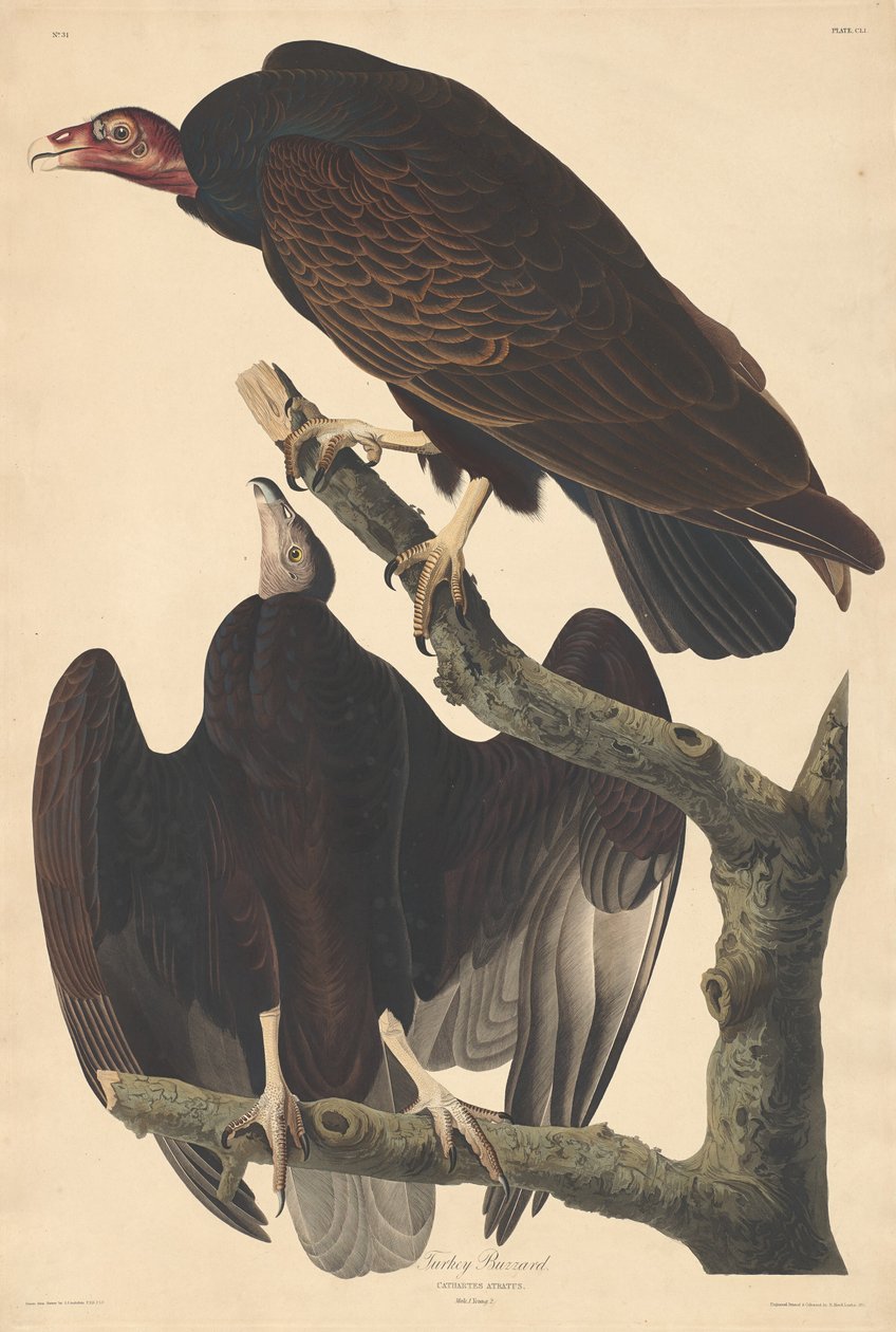 Tyrkiet musvåge af Robert Havell after John James Audubon