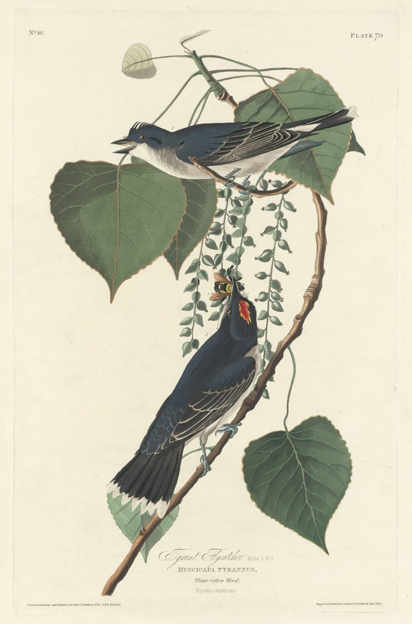 Tyran Fluesnapper af Robert Havell after John James Audubon