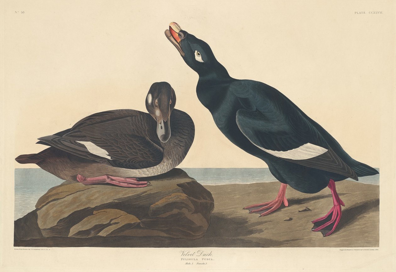 Fløjlsand af Robert Havell after John James Audubon