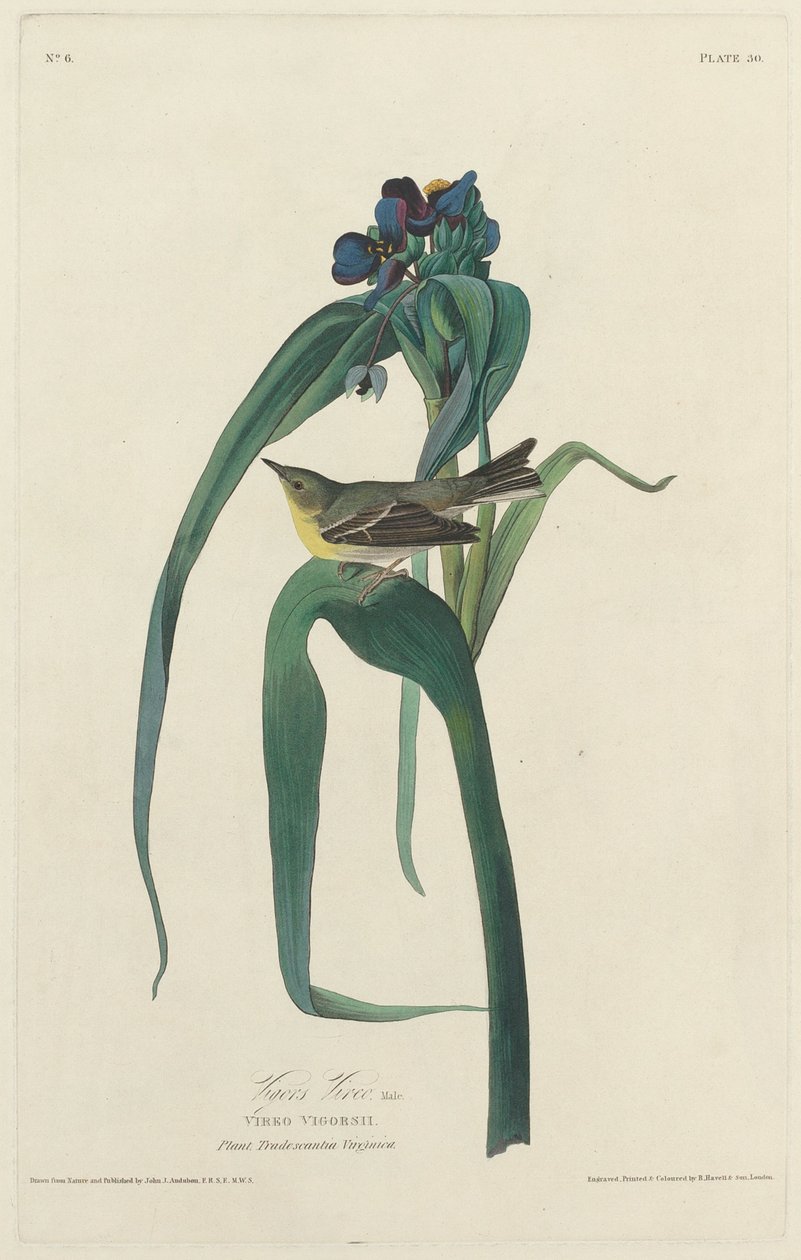 Vigor Vireo af Robert Havell after John James Audubon