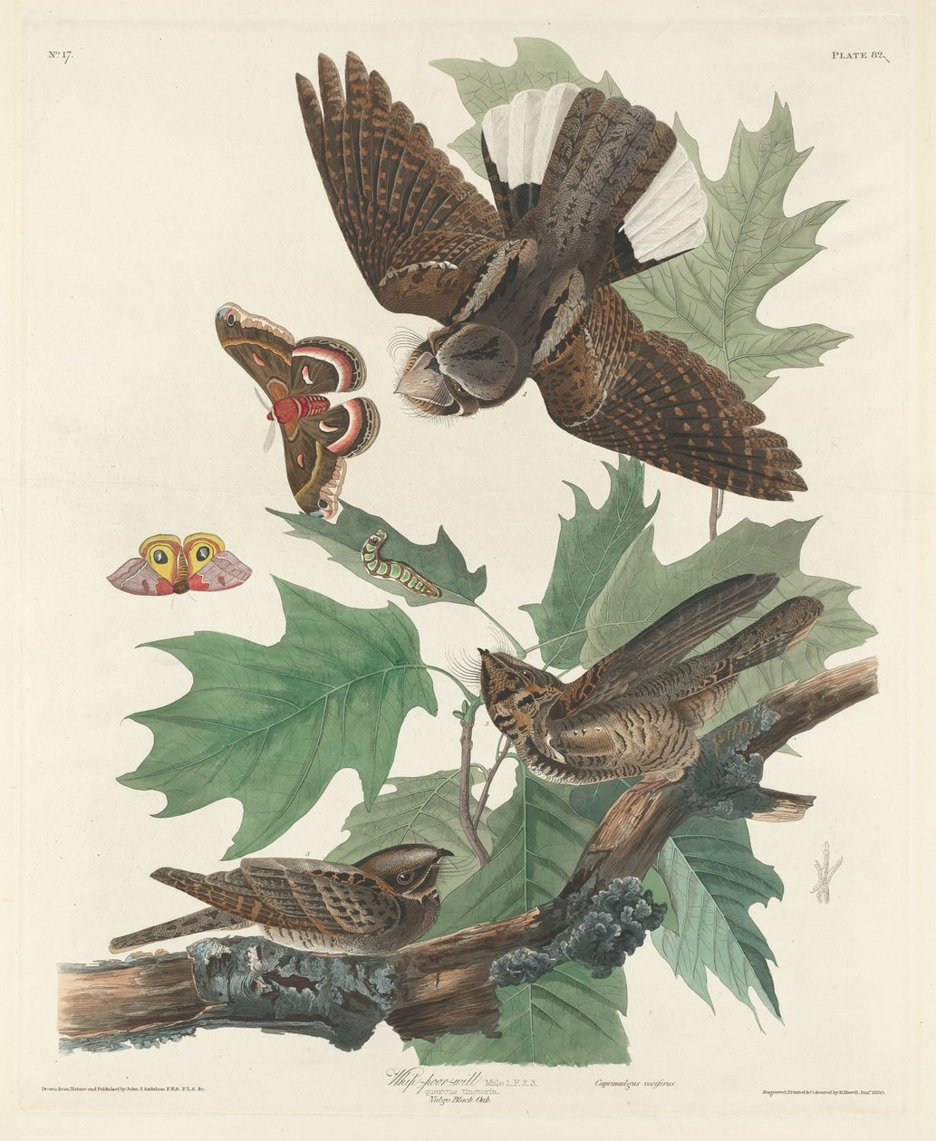 Pisk-fattig-vilje af Robert Havell after John James Audubon