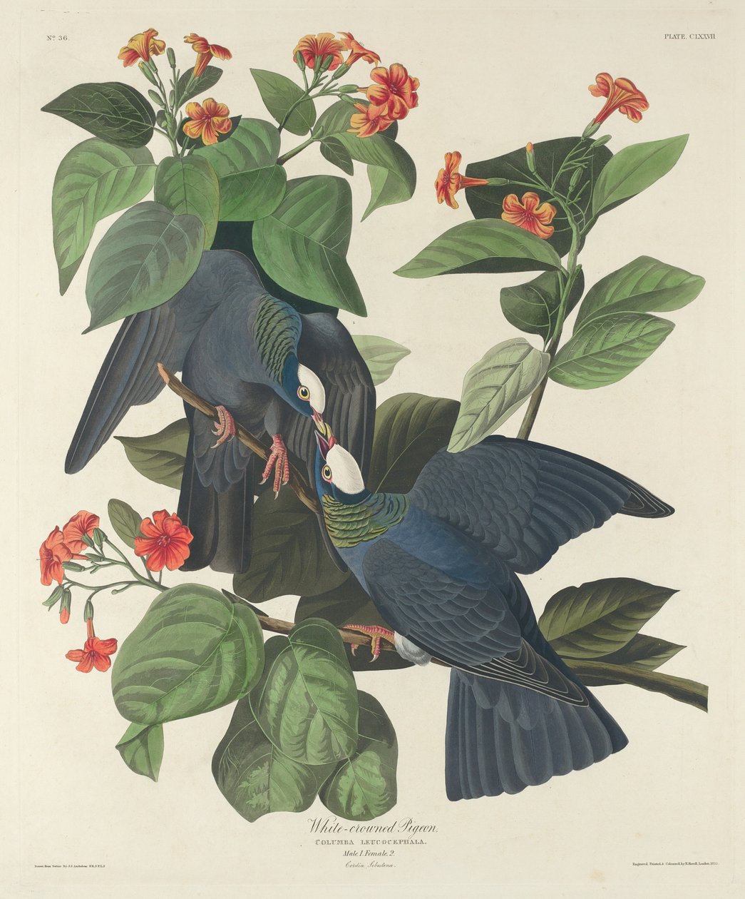 Hvidkronet due af Robert Havell after John James Audubon
