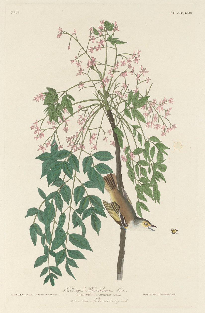 Hvidøjet fluefanger af Robert Havell after John James Audubon