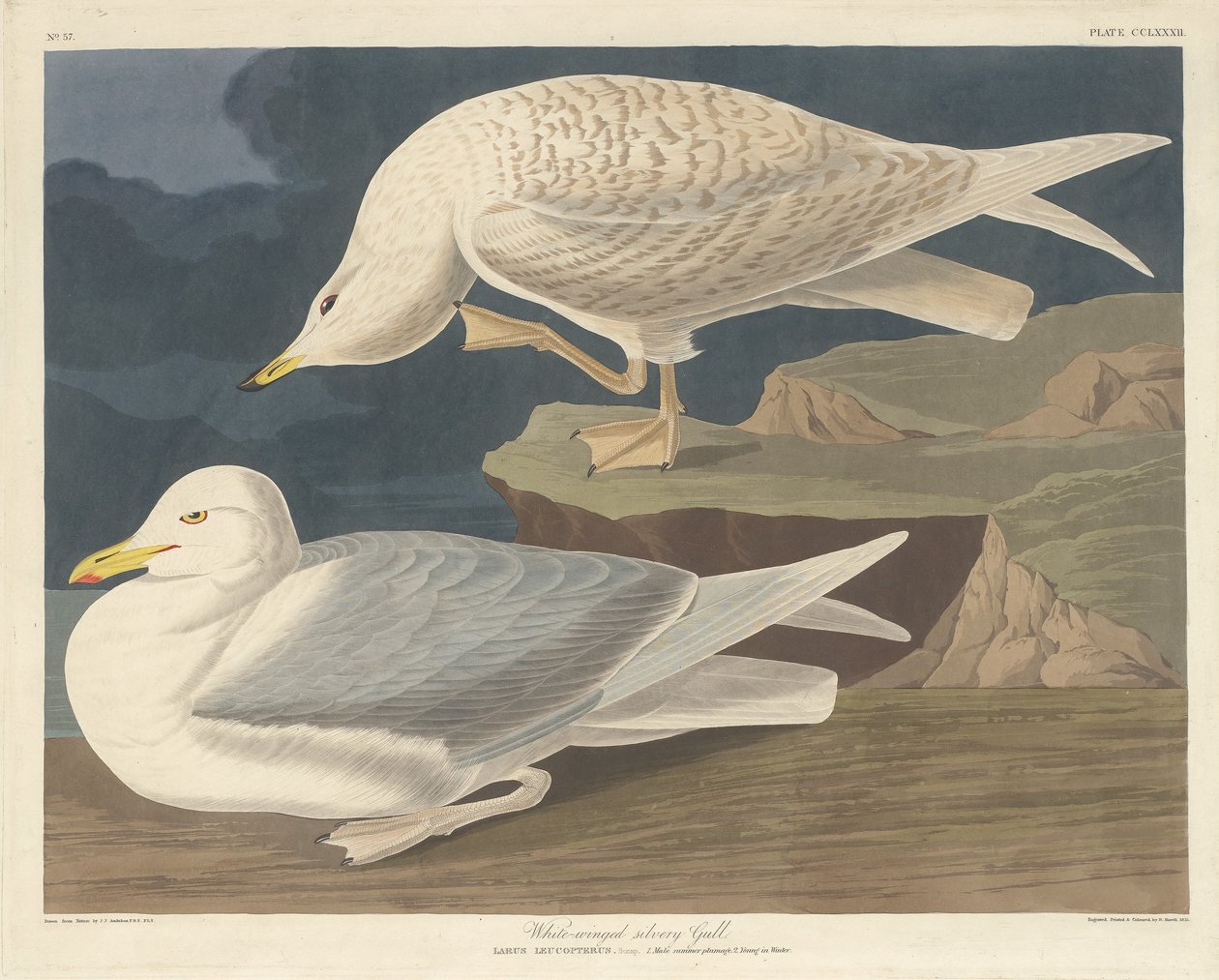 Hvidvinget Sølvmåge af Robert Havell after John James Audubon