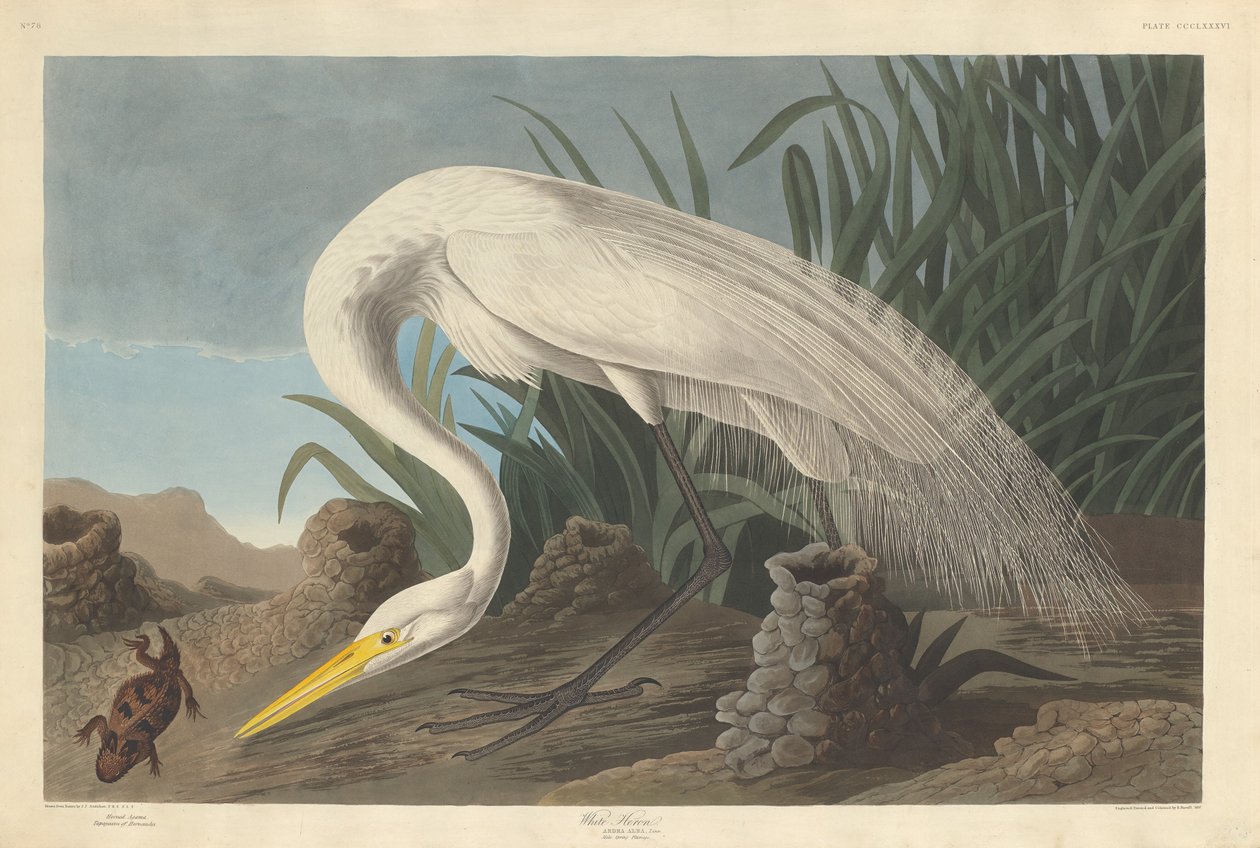 Hvid hejre af Robert Havell after John James Audubon