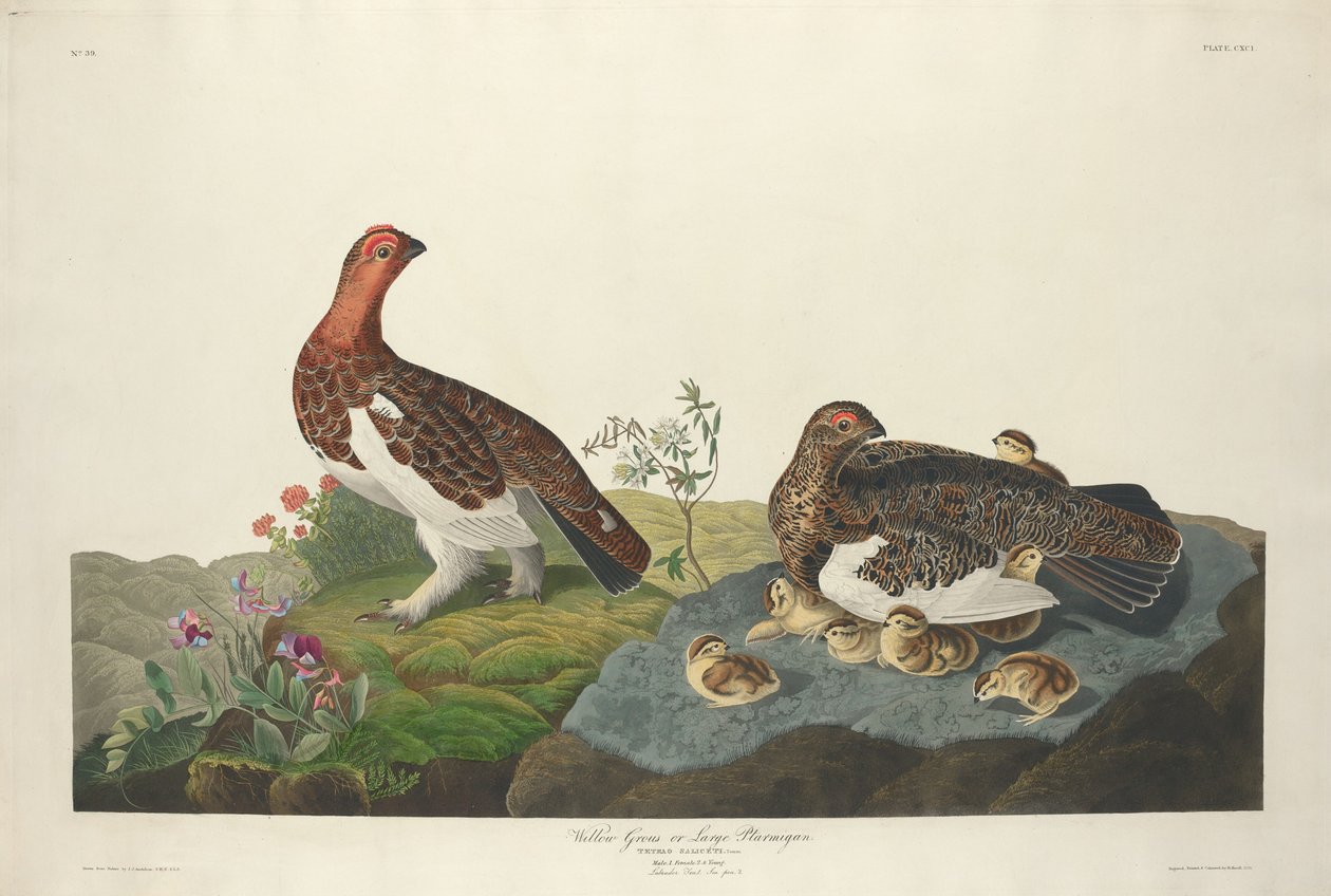 Pilrype af Robert Havell after John James Audubon