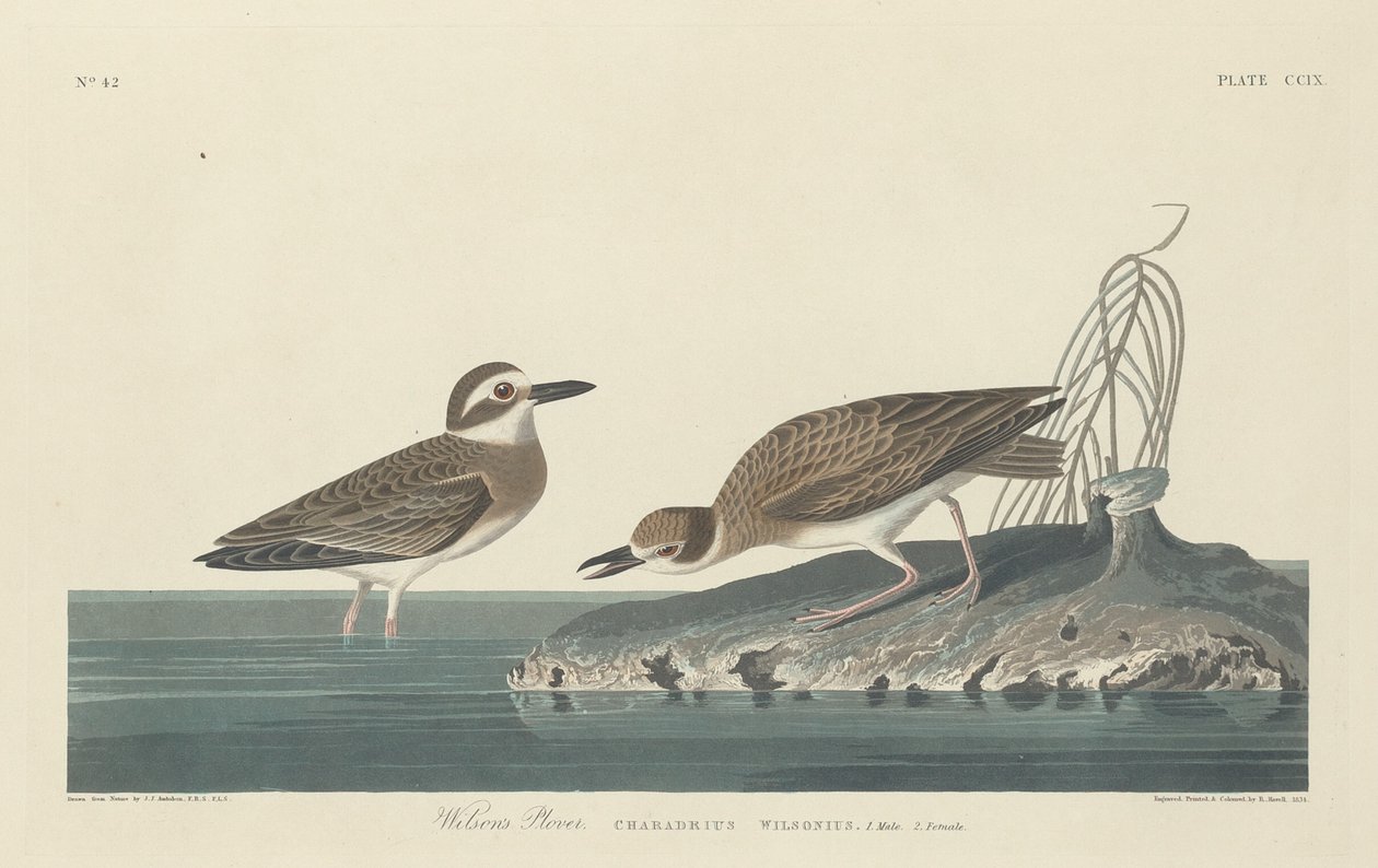 Wilsons Plover af Robert Havell after John James Audubon