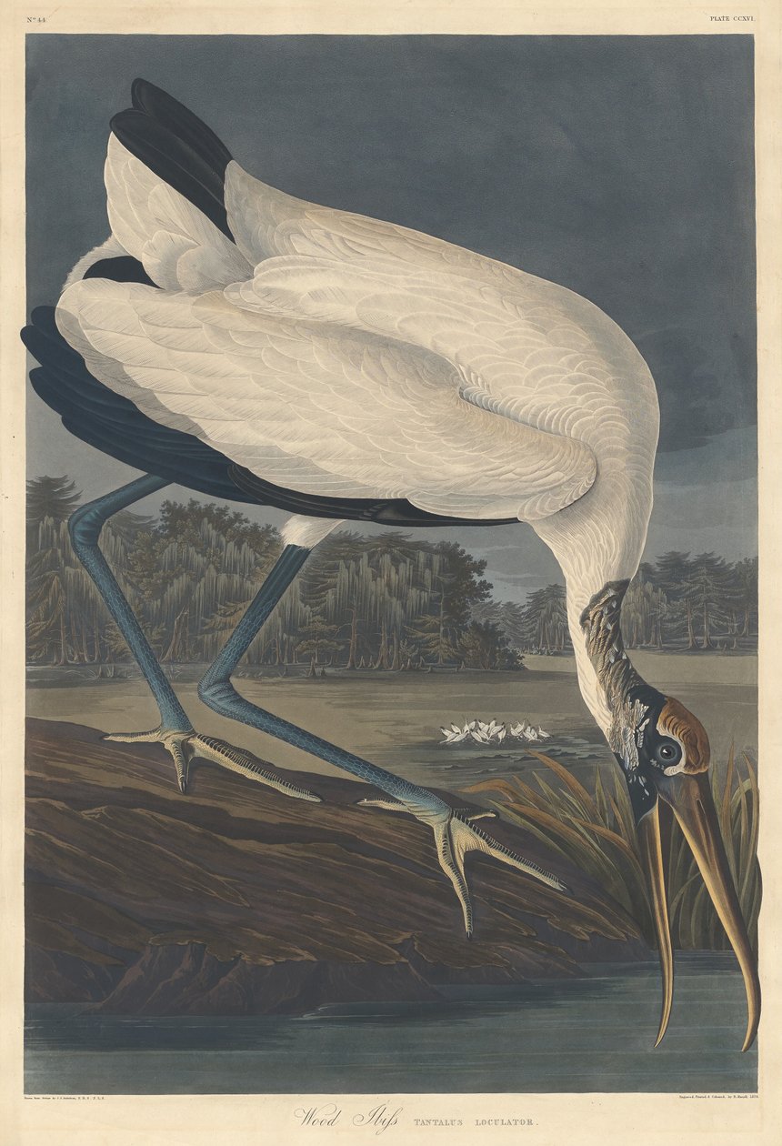 Træ Ibis af Robert Havell after John James Audubon