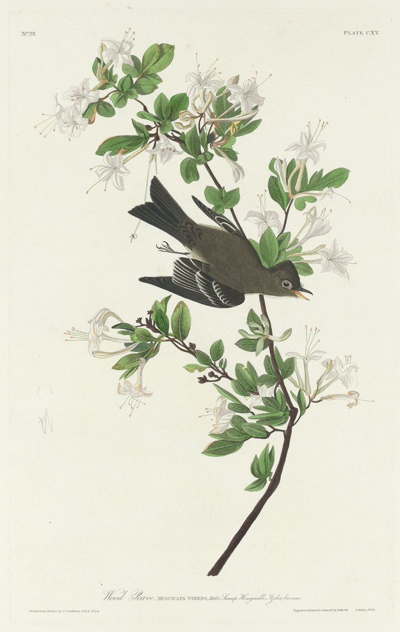 Træ Pewee af Robert Havell after John James Audubon