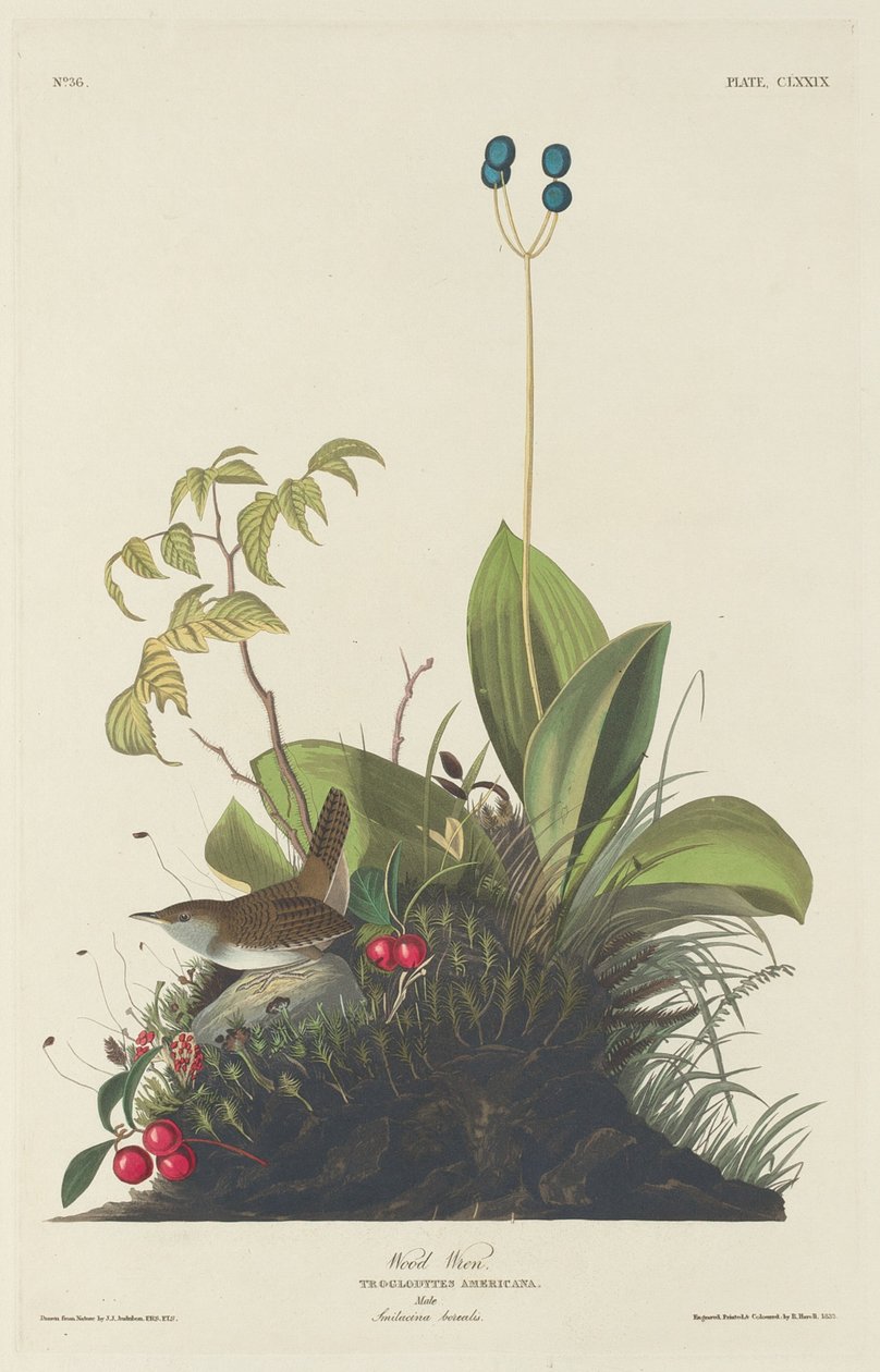 Træ Wren af Robert Havell after John James Audubon
