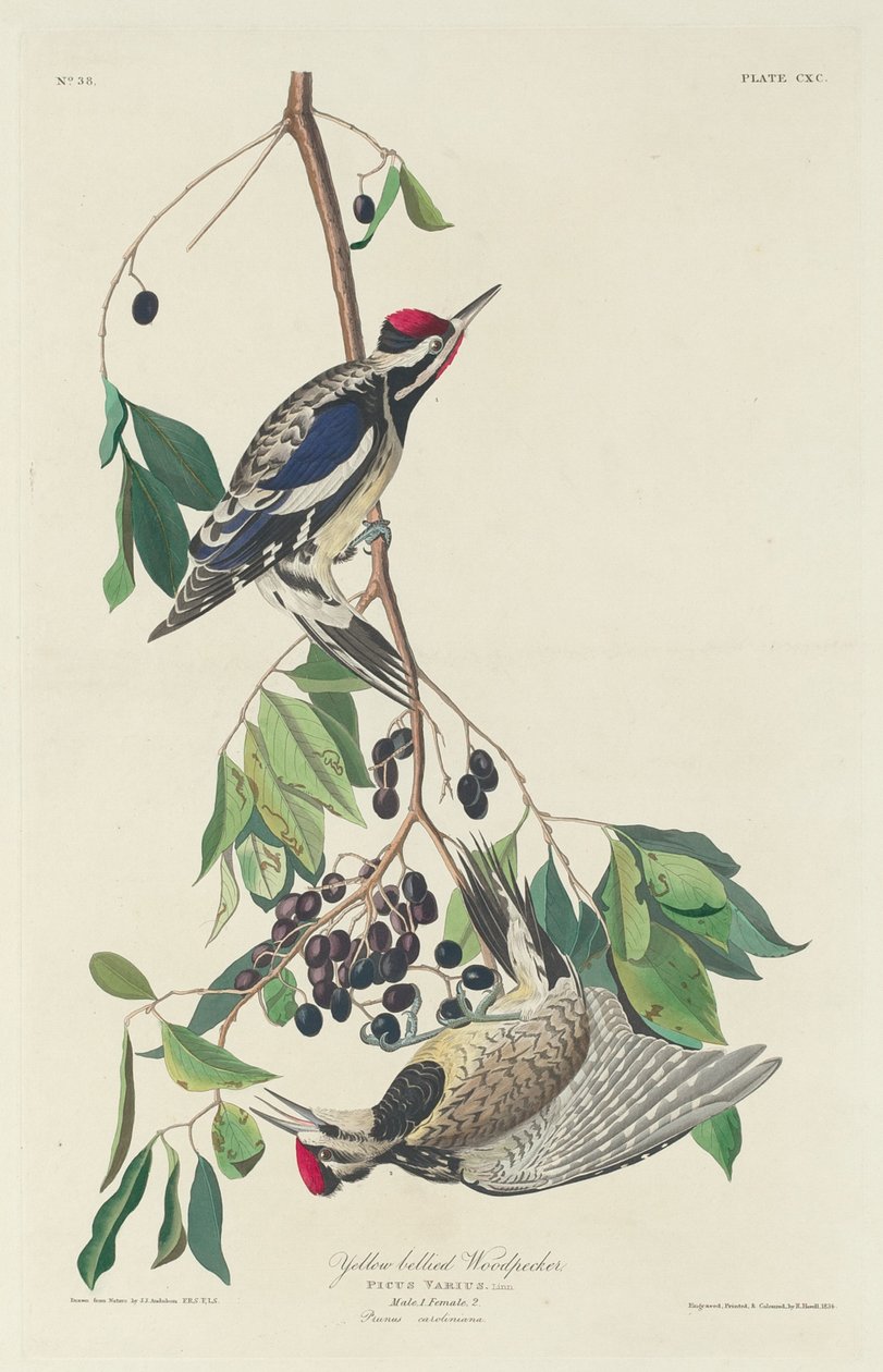 Gulbuget spætte af Robert Havell after John James Audubon