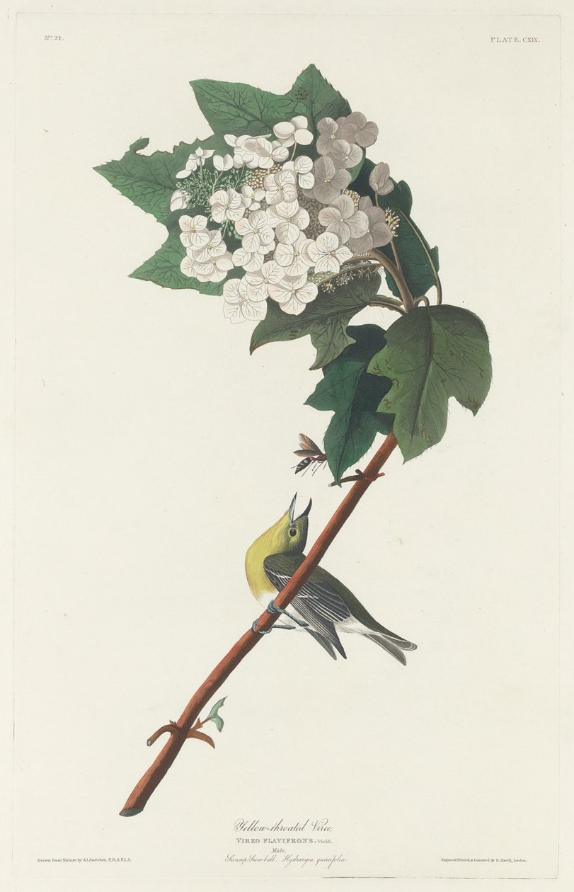 Gulstrubet Vireo af Robert Havell after John James Audubon