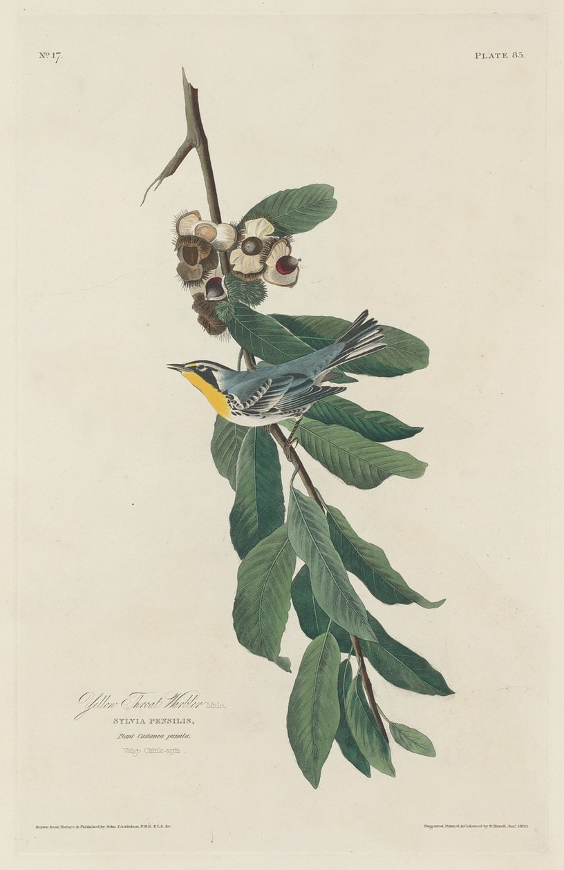 Gulstrubet Sanger af Robert Havell after John James Audubon