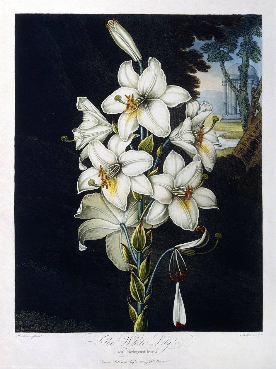 Den hvide lilje af Robert John (after) Thornton