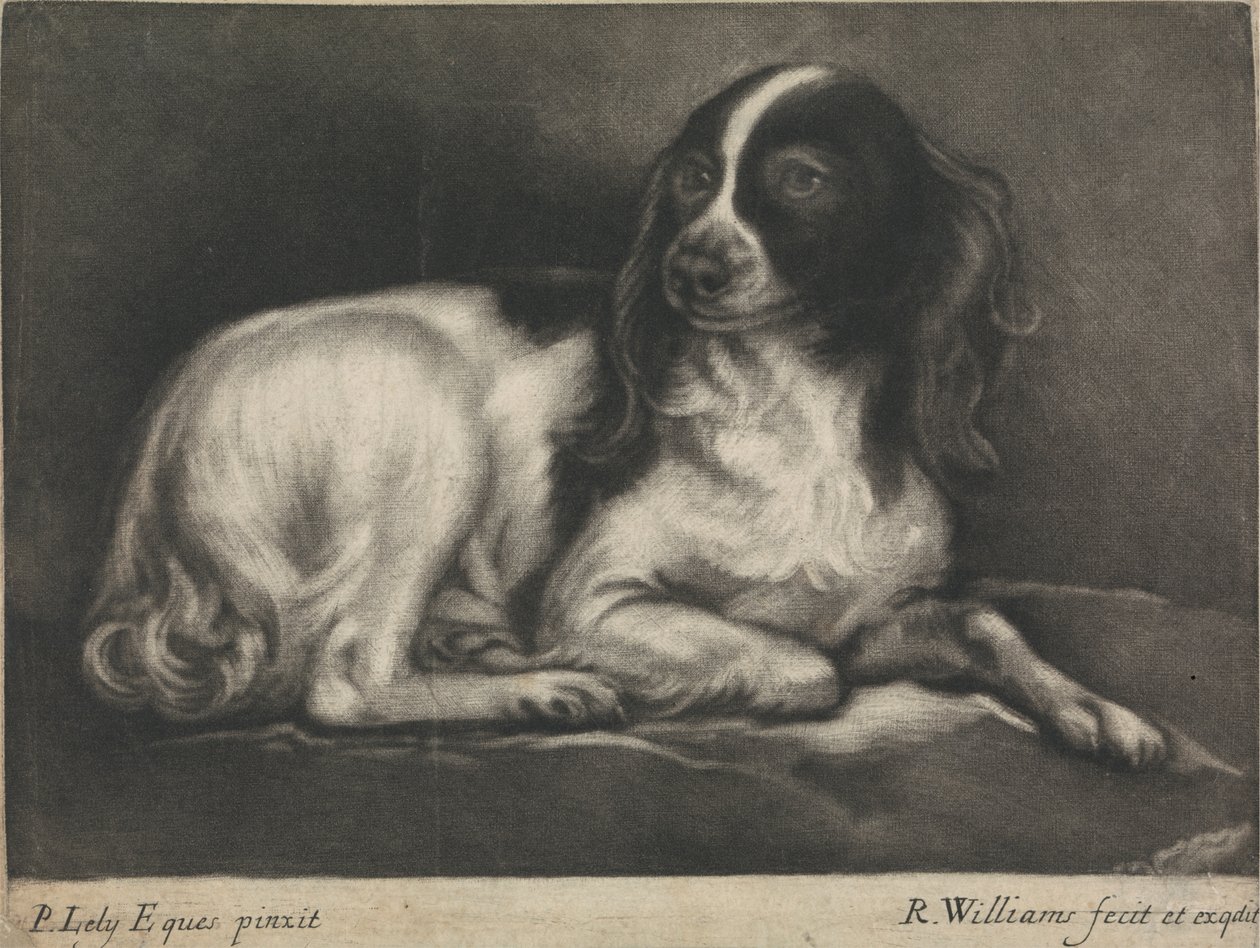 En spaniel af Robert Williams