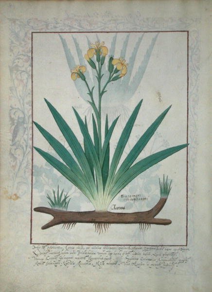 Ms Fr. Fv VI #1 fol.112v Abutilon Theophrasti, eller fløjlsblad, illustration fra The Book of Simple Medicines af Mattheaus Platearius (d.c.1161) ca.1470 af Robinet Testard