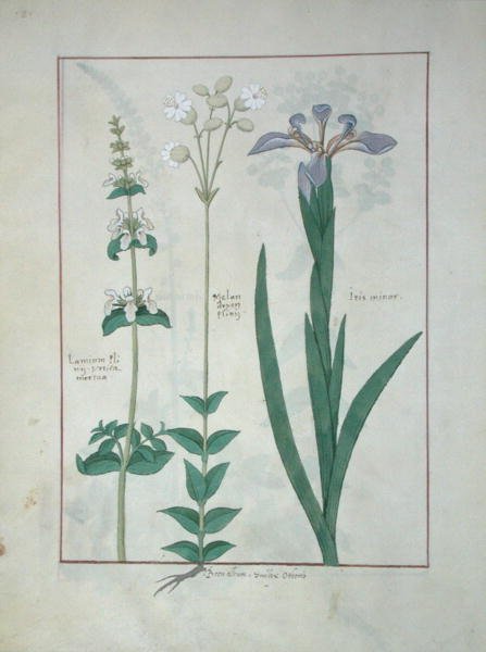 Fru Fr. Fv VI #1 fol.115v Lamium Album eller White Dead Nettle, Melandryon og Iris Minor, illustration fra The Book of Simple Medicines af Mattheaus Platearius (d.c.1161) c.1470 af Robinet Testard