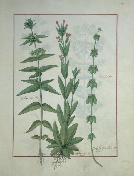 Fru Fr. Fv VI #1 fol.116 Elusae Gennus, kommen timian og korsurt, illustration fra The Book of Simple Medicines af Mattheaus Platearius (d.c.1161) c.1470 af Robinet Testard