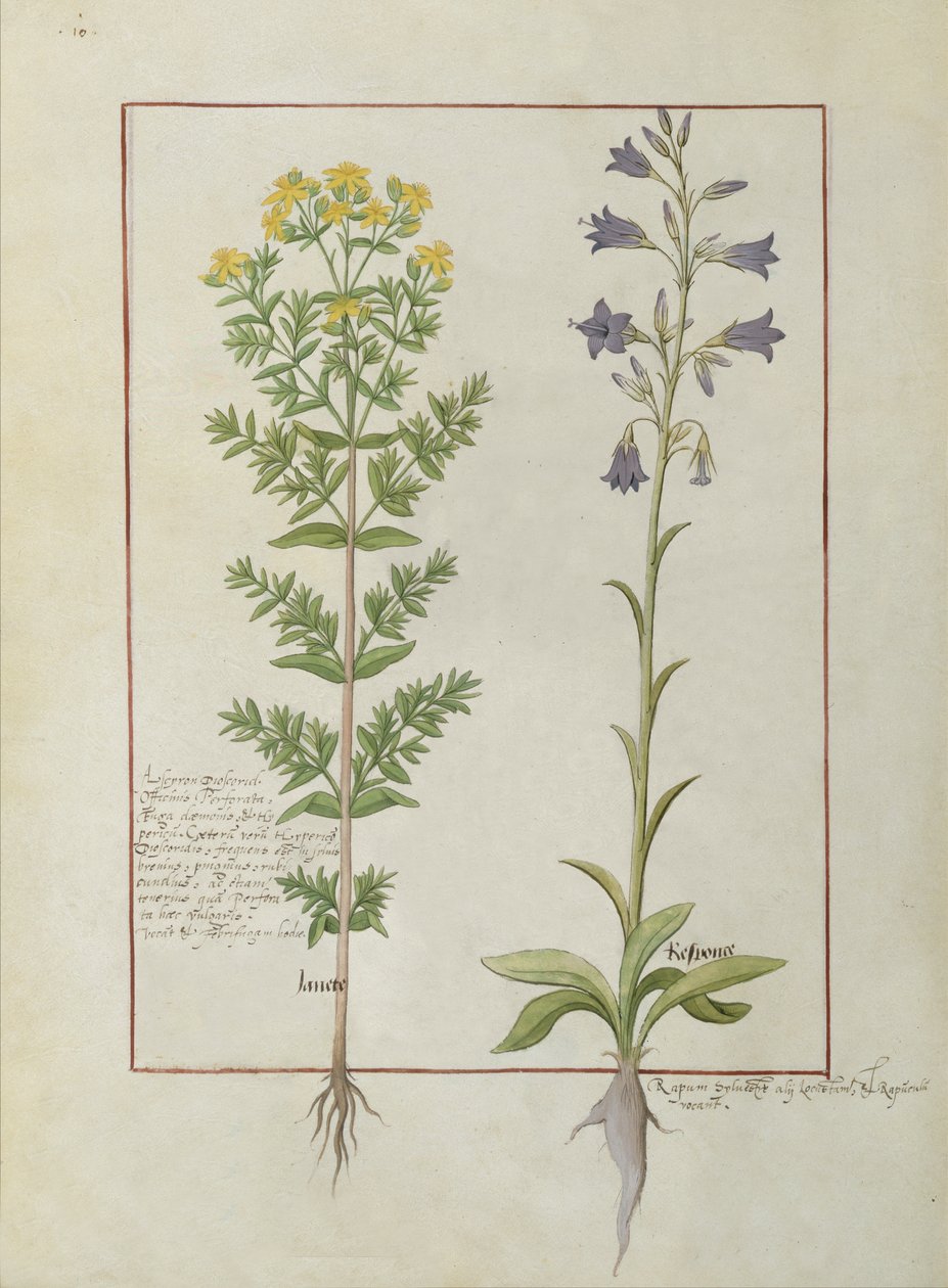 Fru Fr. Fv VI #1 fol.116v To blomstrende planter fra The Book of Simple Medicines af Mattheaus Platearius (d.c.1161) c.1470 af Robinet Testard