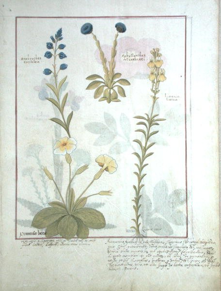 Fru Fr. Fv VI #1 fol.117 Øverste række: Onobrychis eller Sainfoin og Aphyllanthes. Nederste række: Linaria Lutea og Primula Veris eller Primrose, illustration fra The Book of Simple Medicines af Mattheaus Platear af Robinet Testard