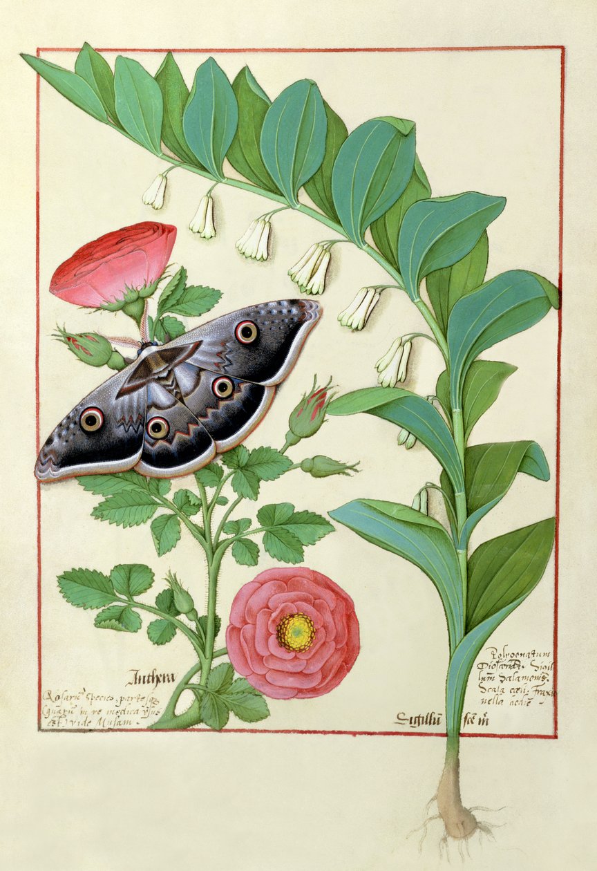 Rose og Polygonatum (Solomon Segl) illustration fra The Book of Simple Medicines af Mattheaus Platearius af Robinet Testard