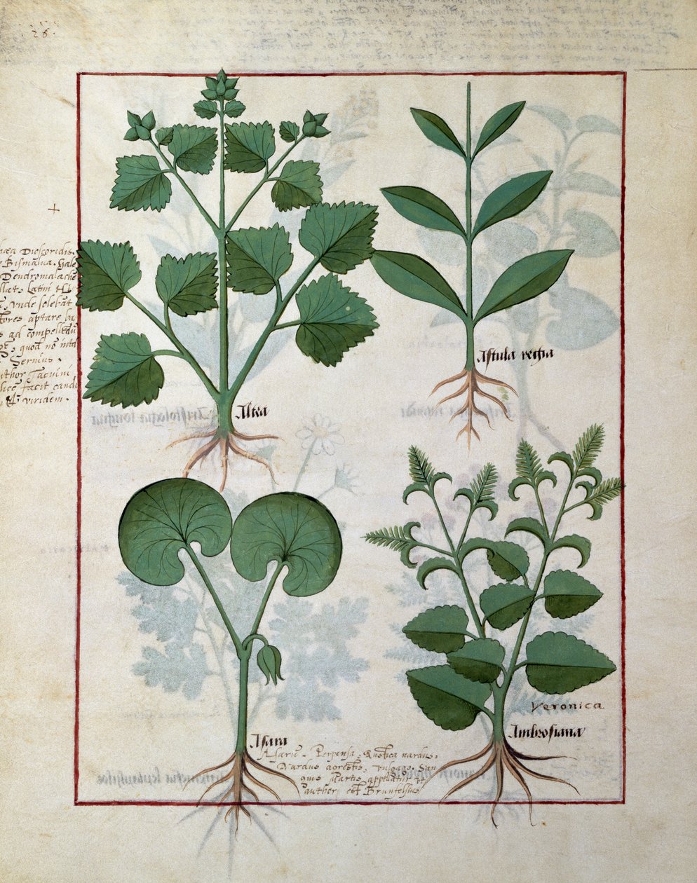 Skumfidus og Hastula Regia. Nederste række: Asarabacca og Speedwell, illustration fra The Simple Book of Medicines af Matteus Platearius 124v af Robinet Testard