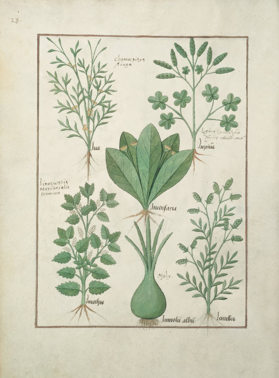 Fru Fr. Fv VI #1 fol.125v Øverste række: Gul Bugle, Incensaria og Lupius. Nederste række: Dogs Mercury, Lily Leek and Lentilles, illustration fra The Book of Simple Medicines, af Matteaus Platearius (d.c.11) af Robinet Testard