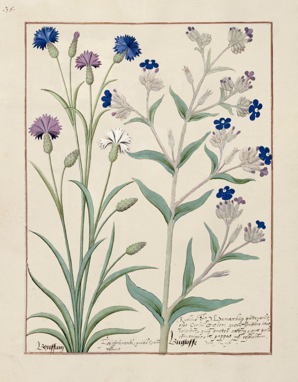 Illustration fra Book of Simple Medicines af Matthaeus Platearius 129v af Robinet Testard