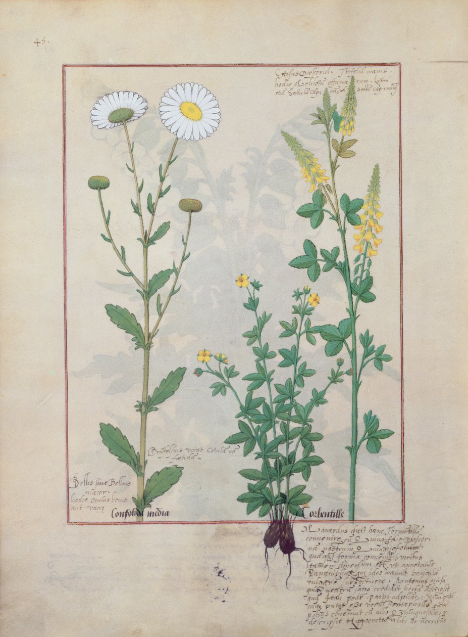 Illustration fra The Book of Simple Medicines af Mattheaus Platearius 134v af Robinet Testard