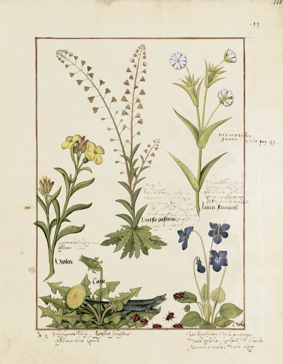 Illustration fra Book of Simple Medicines af Mattheaus Platearius 138r af Robinet Testard