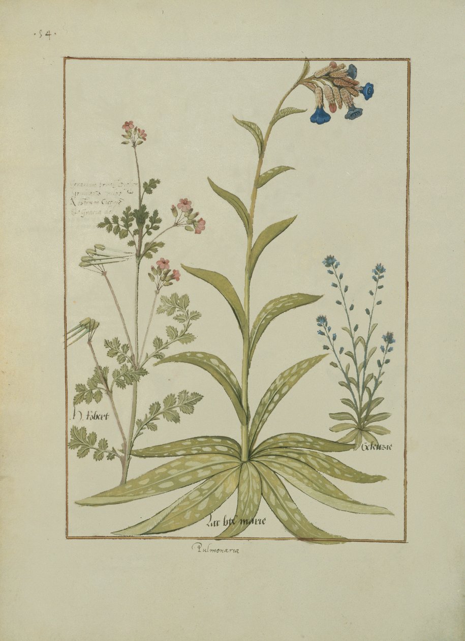 Fru Fr. Fv VI #1 fol.138v Lungeurt og geranium, Illustration fra Book of Simple Medicines af Mattheaus Platearius (d.c.1161) c.1470 af Robinet Testard