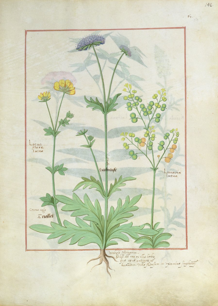 Illustration fra Book of Simple Medicines af Mattheaus Platearius 142r af Robinet Testard