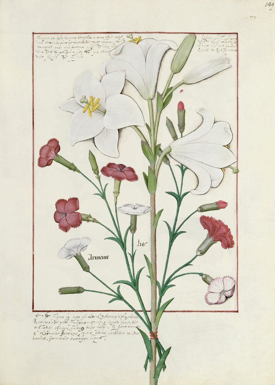 Illustration fra Book of Simple Medicines af Mattheaus Platearius 149r af Robinet Testard