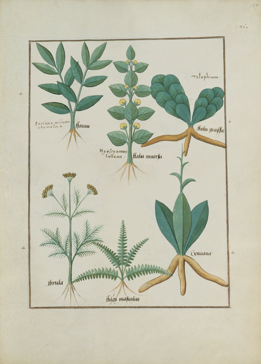 Fru Fr. Fv VI #1 fol.157r Bregner og buske, Illustration fra Book of Simple Medicines af Mattheaus Platearius (d.c.1161) c.1470 af Robinet Testard