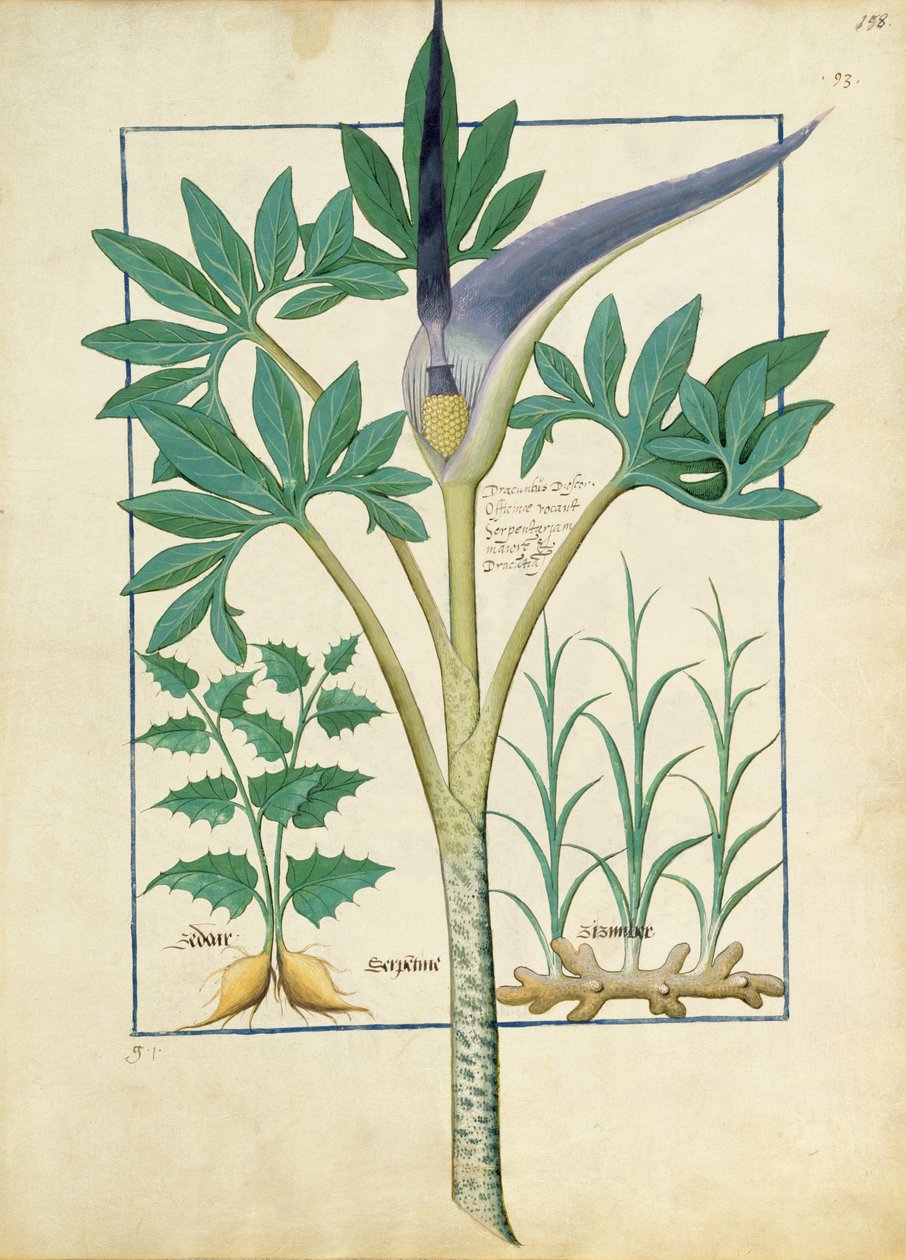 Orkidé, illustration fra Book of Simple Medicines af Mattheaus Platearius 158r af Robinet Testard