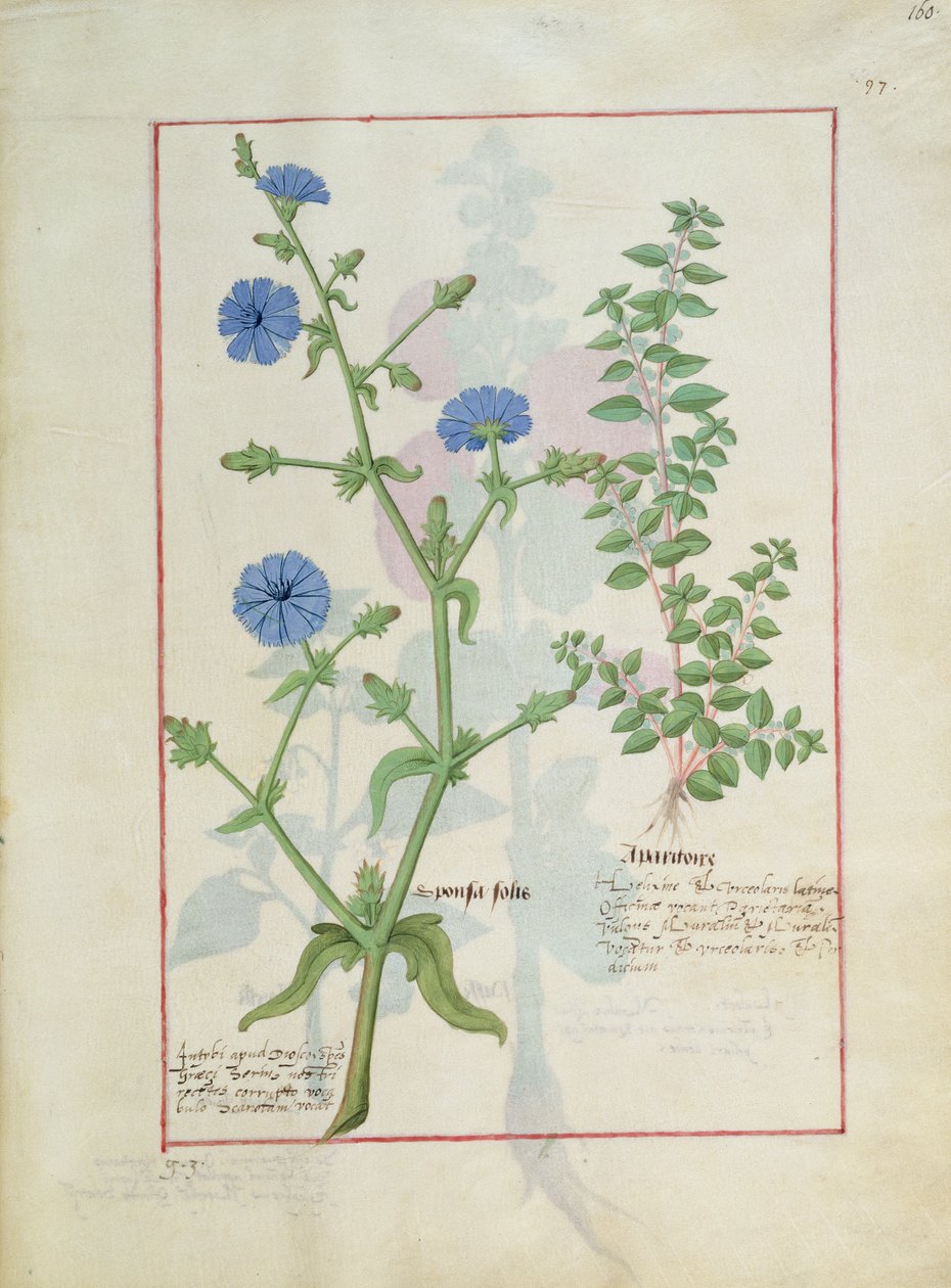 Illustration fra Book of Simple Medicines af Mattheaus Platearius 160r af Robinet Testard
