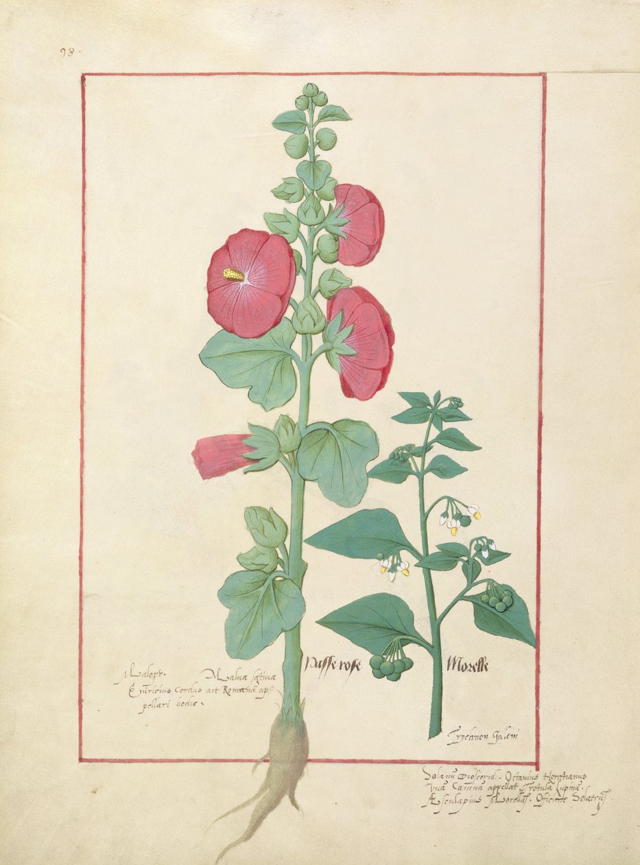Illustration fra Book of Simple Medicines af Mattheaus Platearius 160v af Robinet Testard