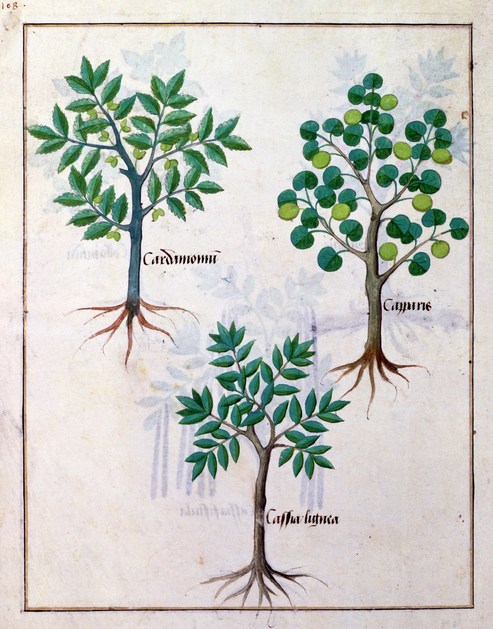 Illustration fra Book of Simple Medicines af Mattheaus Platearius 165v af Robinet Testard