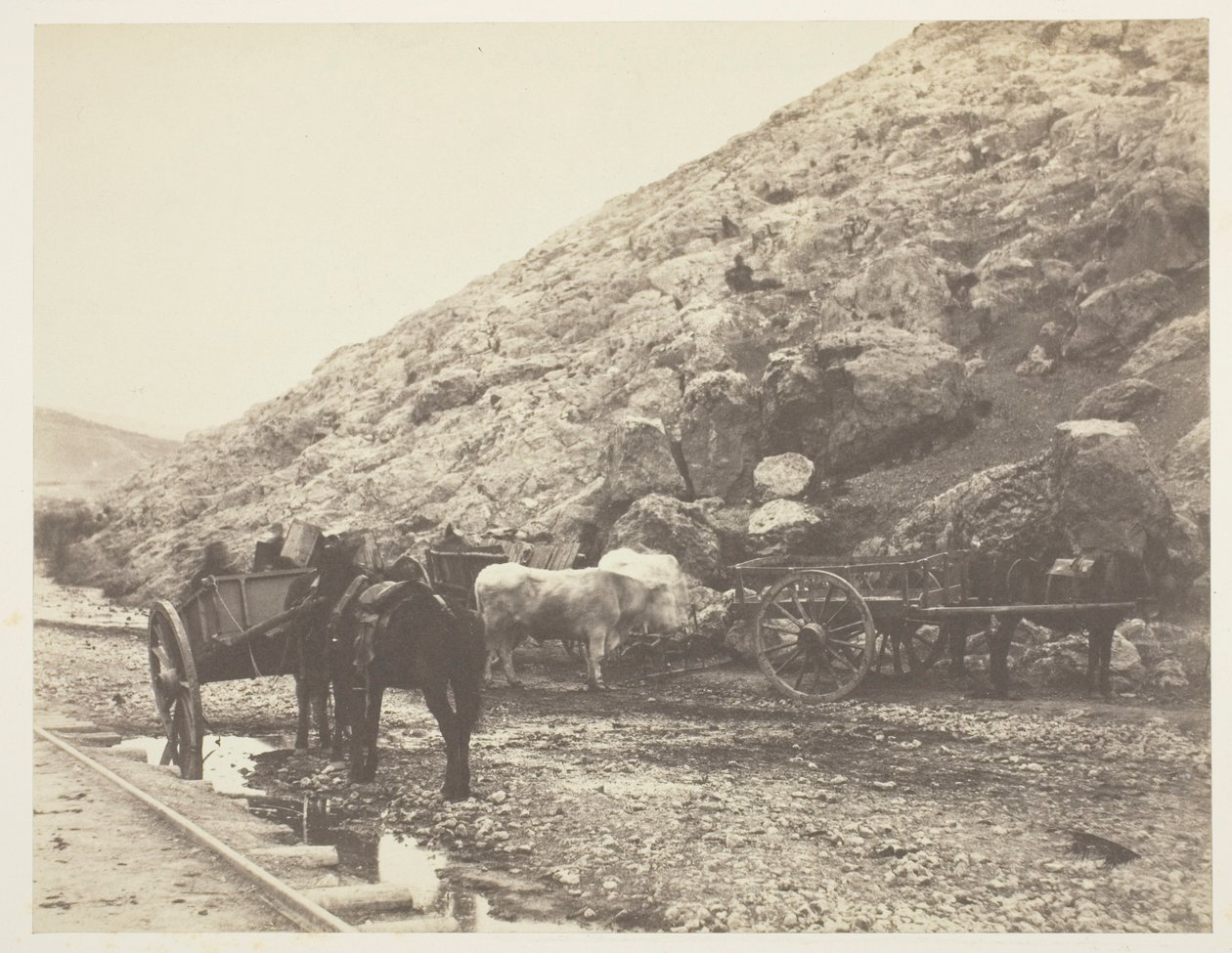 Kvæg og vogne, forlader Balaklava, 1855. af Roger Fenton