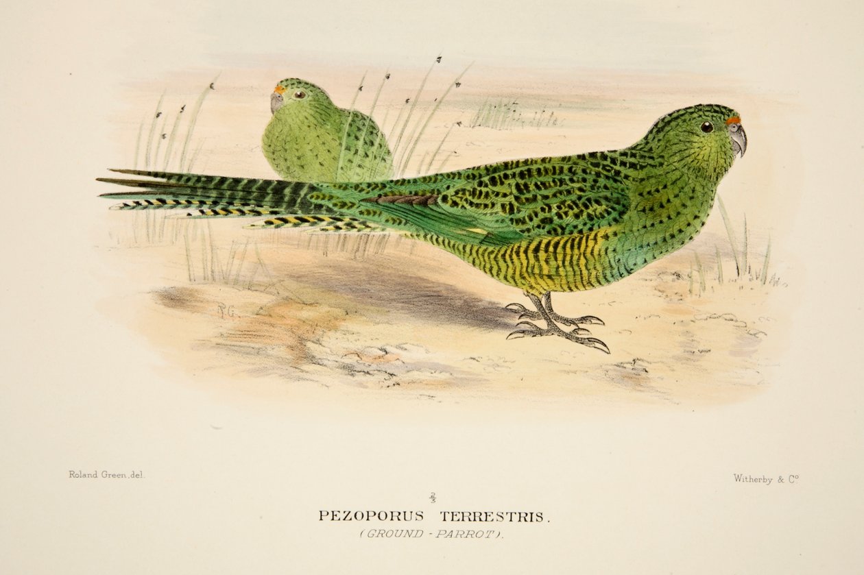Ground Parrot, pub. 1916 håndfarvet gravering. af Roland Green