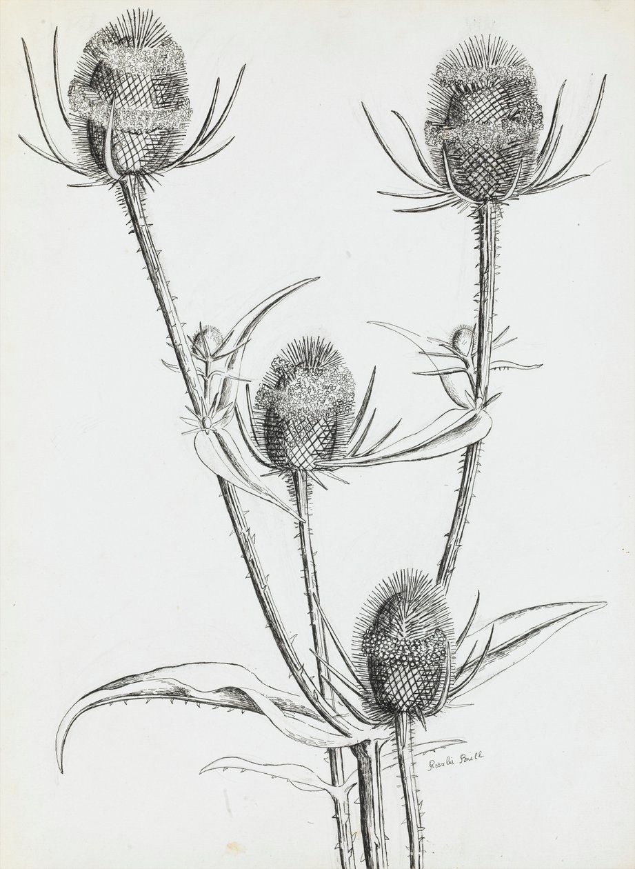 Tidsler af Rosalie Brill