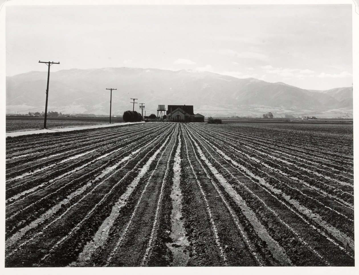 Young Lettuce, Salinas, Californien af Russell Lee