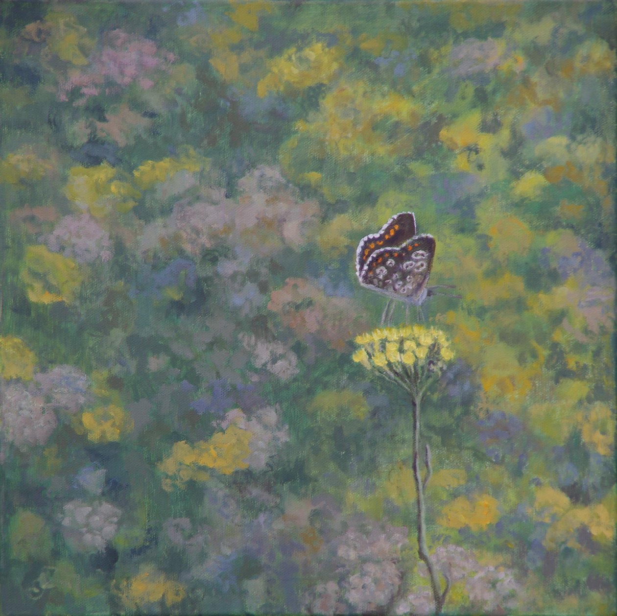 Brown Argus (efter foto af Sara Crow) af Ruth Addinall
