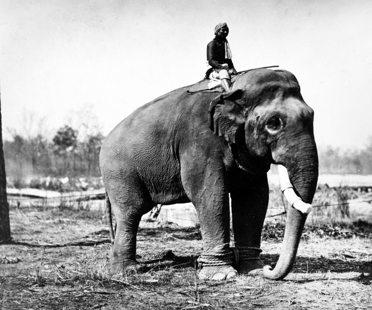 Jung Pershad, Maharaja Sir Jang Bahadurs største kampelefant, 1876 af S. and Shepherd, C. Bourne
