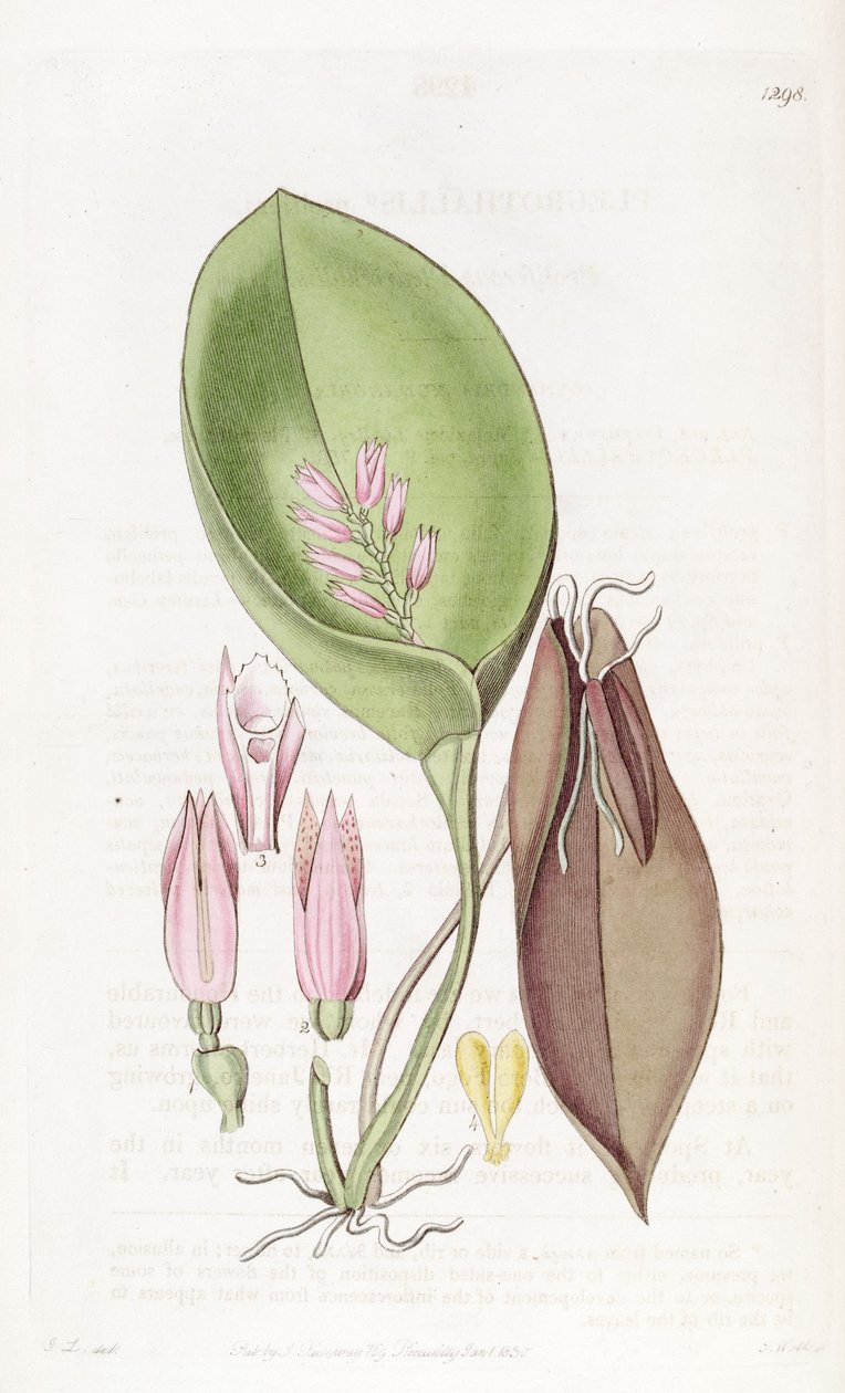 Acianthera prolifera (som syn. Pleurothallis prolifera) af S. Watts