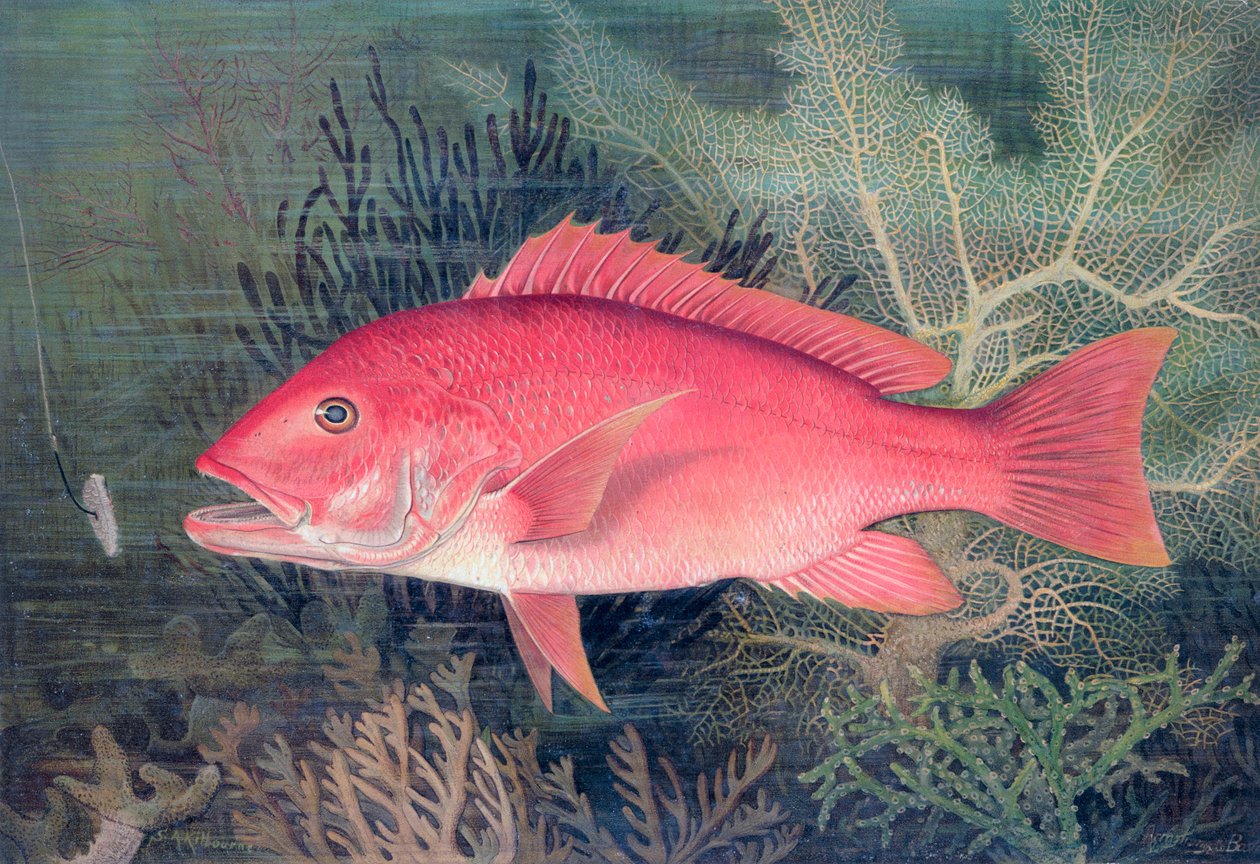 Red Snapper, 1878 af SA Kilourne