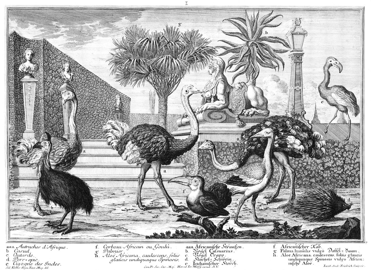 Struds, kasuar, pindsvin af Salomon Kleiner